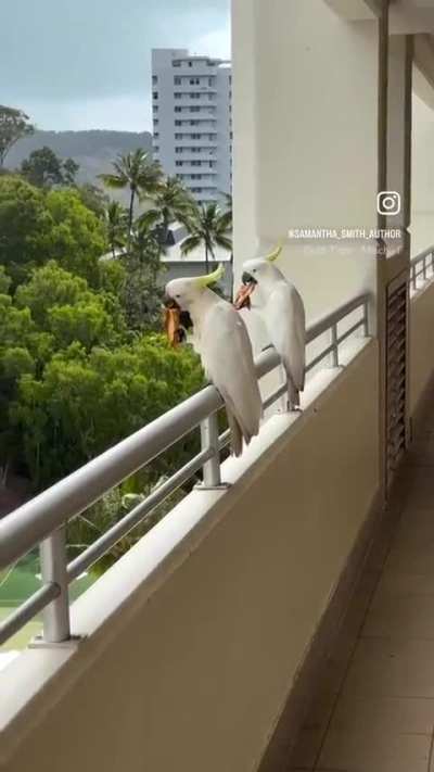 Leftover pizza from last night didn’t go to waste