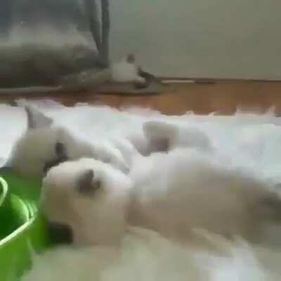 CaT fuCKinG snAPS And aTtACks hIS tWIn bROTher