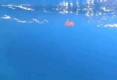 Jellyfish caught in a bubble ring