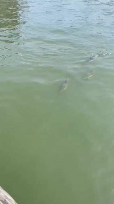 Dolphins in the East River