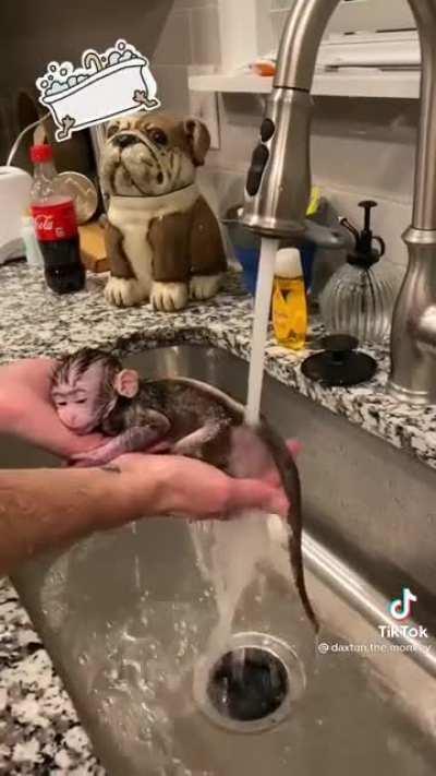 Papa oompsy needs this monkey in his life