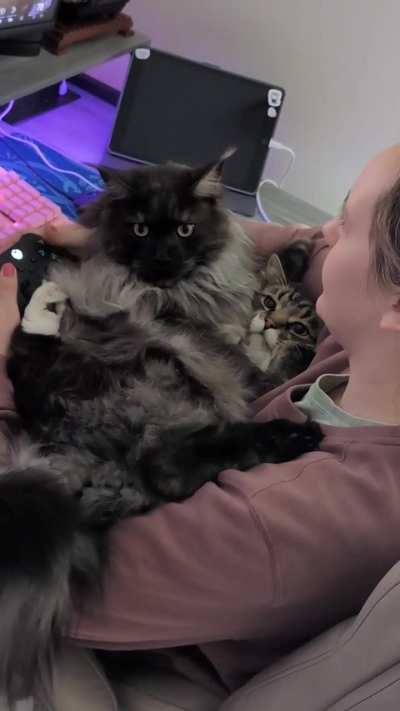 Average gaming experience in my house.