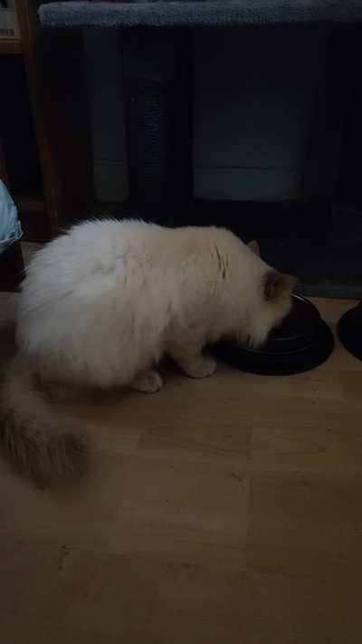 Is this a Himalayan?