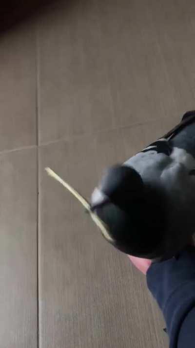 You, follow me - pigeon