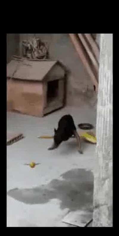 I thought he didn't like quidditch!