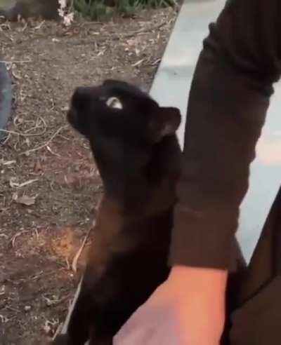 Сломали котика