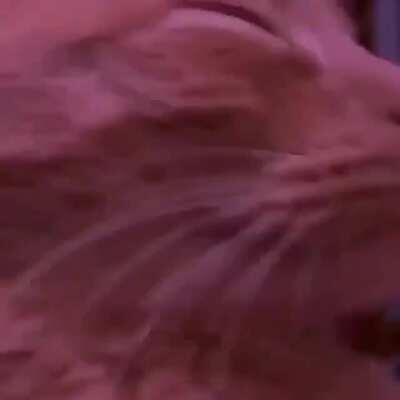 recorded footage of the average opeth fan vibing to the outro of deliverance