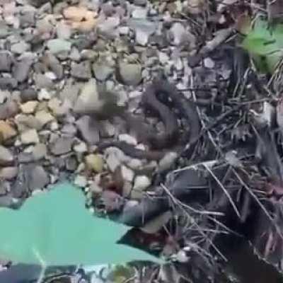 Hey knucklehead! BONK!