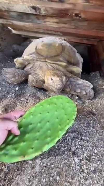 Big Ike loves cactus leaves
