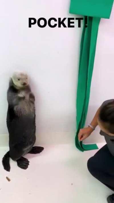 TIL sea otters have pockets