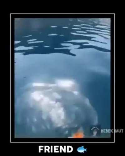 [No spoilers] cuddlefish be like