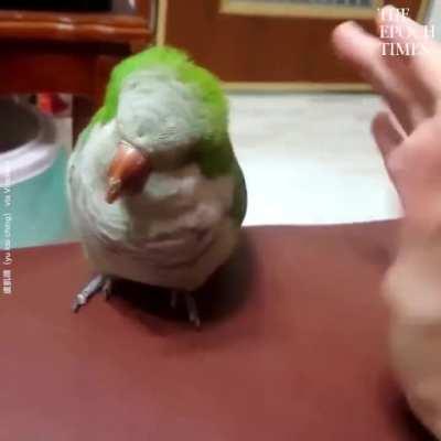 birb likes snuggles :3