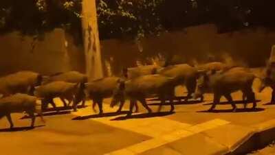An army of wild boars in Haifa (unexpected)