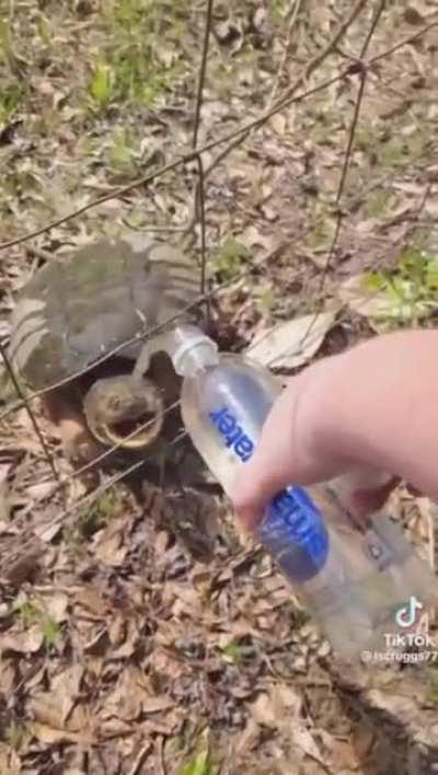 Oh, look! A friendly turtle!