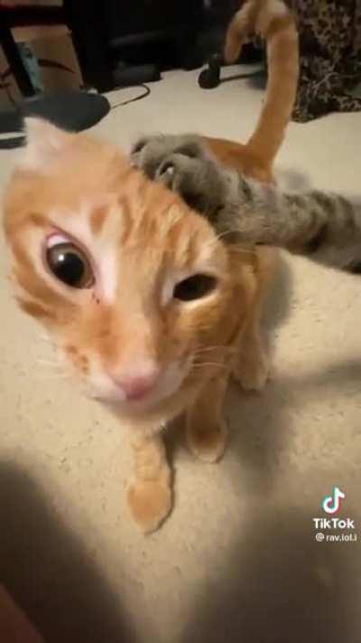 “Only I get the treat, stay down”