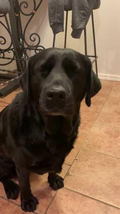 The happines in this dog when...