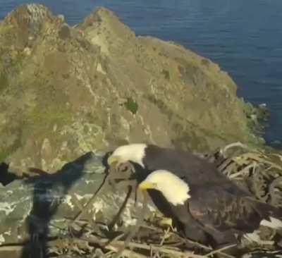 These eagles squabbling over their home renovations.