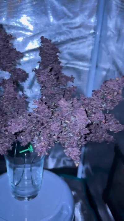 Granddaddy purple auto harvest!