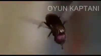 Hort böyle yapılır amk