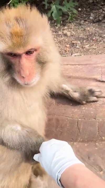 Zookeeper Got a Thorn... and the Monkey Became the Doctor 🐒🩹💛