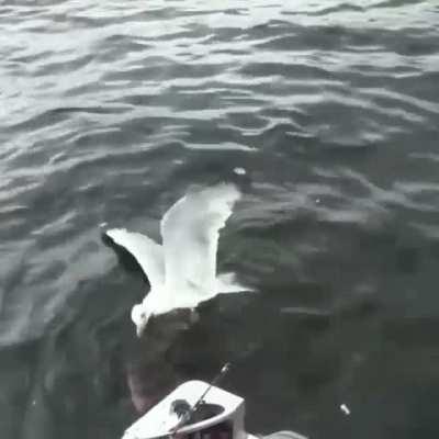 Weasel trying to drawn a seagull in the ocean
