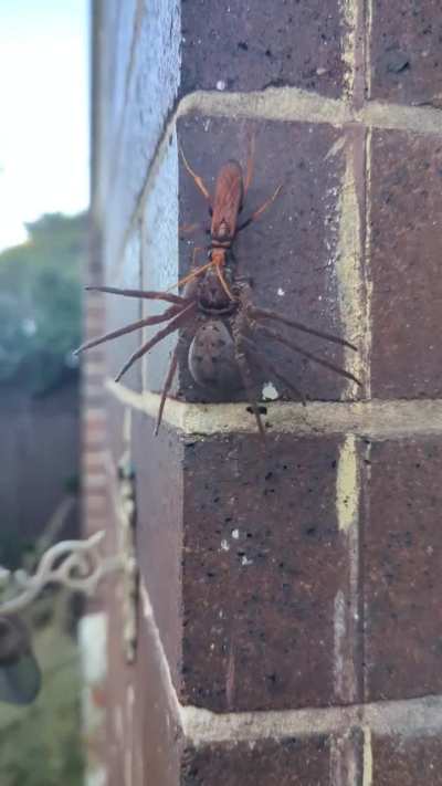 Mini-horror movie when I opened the front door... 