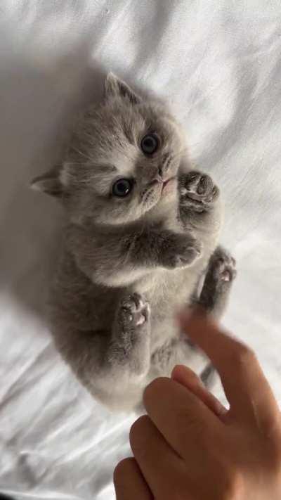 We have a Puffy little Criminal here!