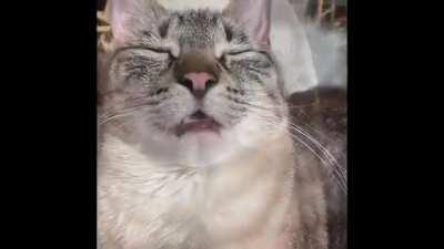 This cat got a new swing chair and thinks she's better than everyone.