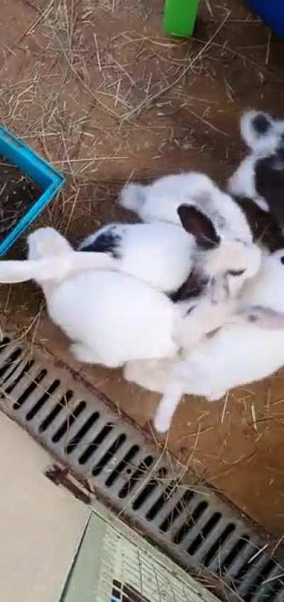 Buns doing a (pellet) rain dance