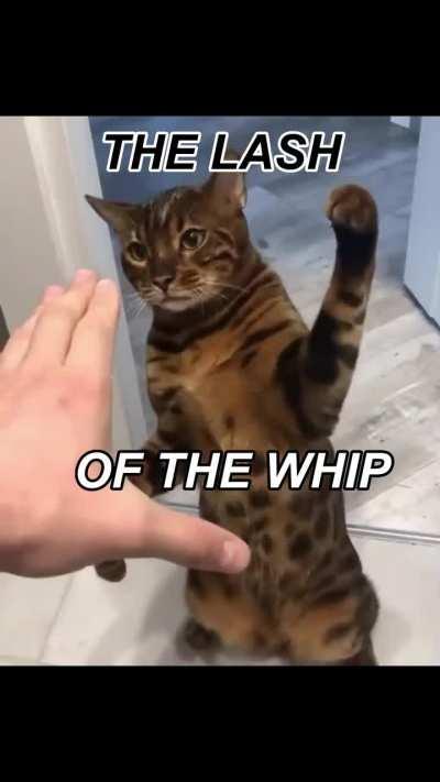 bitch please so underrated 