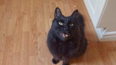 Cat Sings Paula Abdul's 