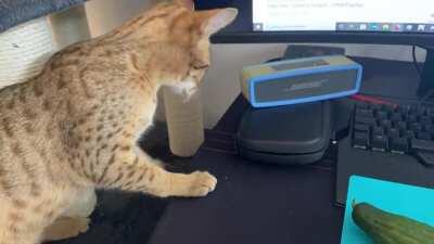 She don’t like concomber, i think