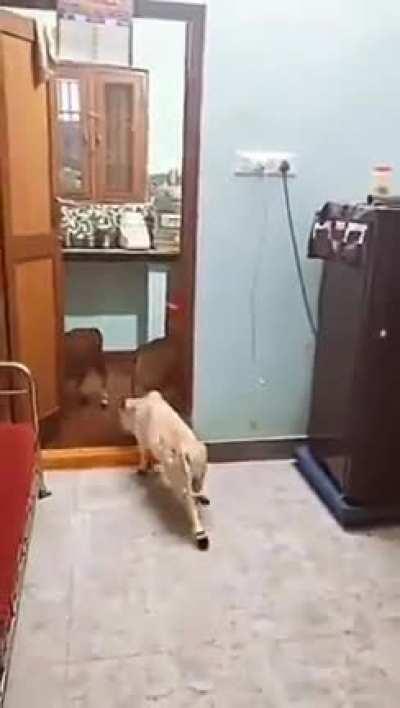 Punganur dwarf cattle which from the Chitoor District,Andhra Pradesh in southern India is among the world's smallest humped cattle breeds.This breed's milk has a high fat content. While cow milk normally has a fat content of 3 to 3.5 per cent, the Punganu