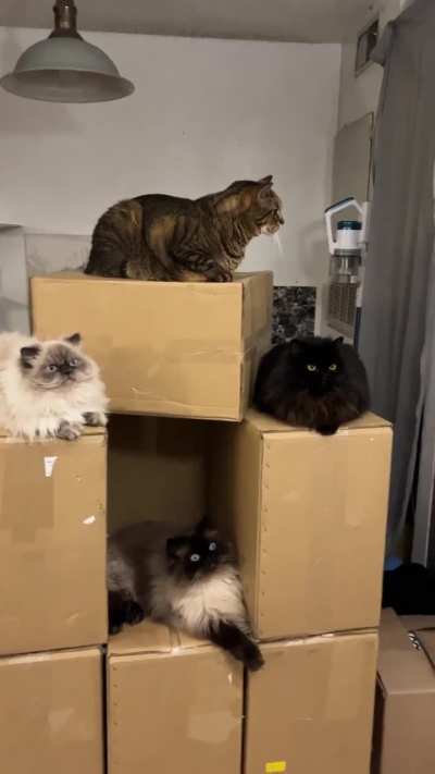 when you have one cat that doesn't quite match the set... 