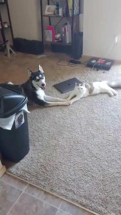 Love in its pawrist form