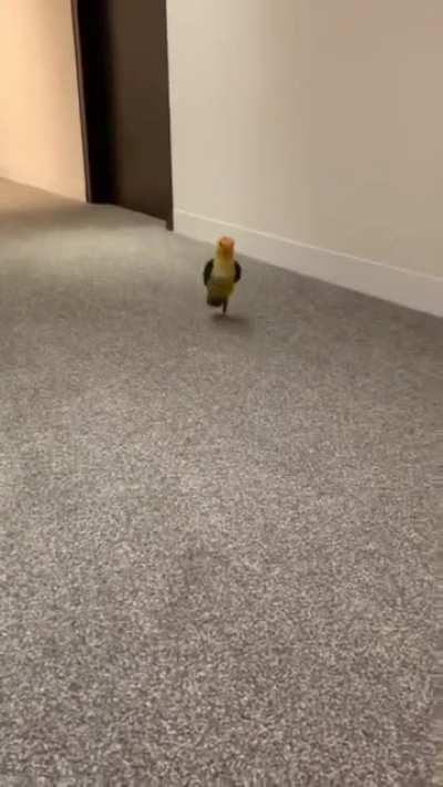 This is the kind of bird you can take to a bar.