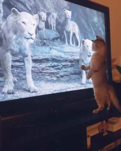 One small step for kitty, one giant fall for the kittenkind