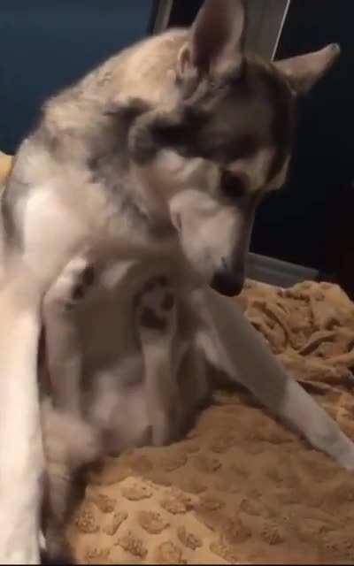 I don't know who I am, I don't know where I am...all I know is how to scratch