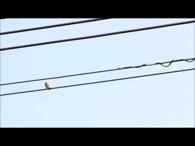 🔥 Snake goes online