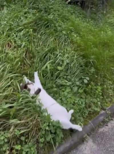 Thousands Of Years Of Evolution Perfected This Apex Predator