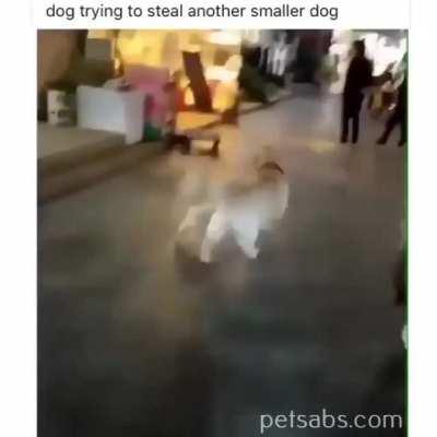 I want to take puppy with me..