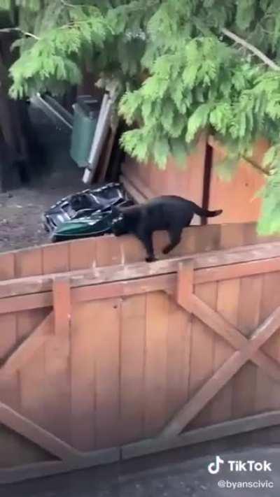 Just like in the cat treat ad