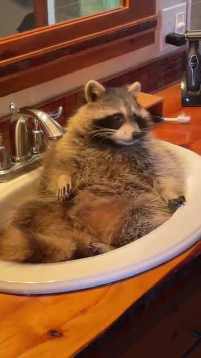 Can't raccoons enjoy a bath time?