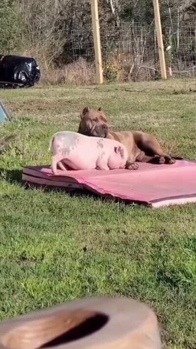 Piggy wants to get a little closer