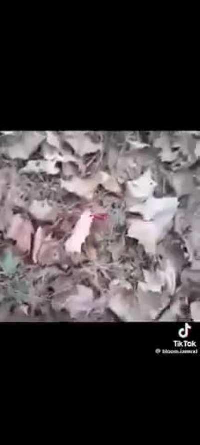 I found this at night lol.