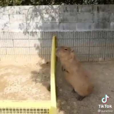 Capybaras are dope