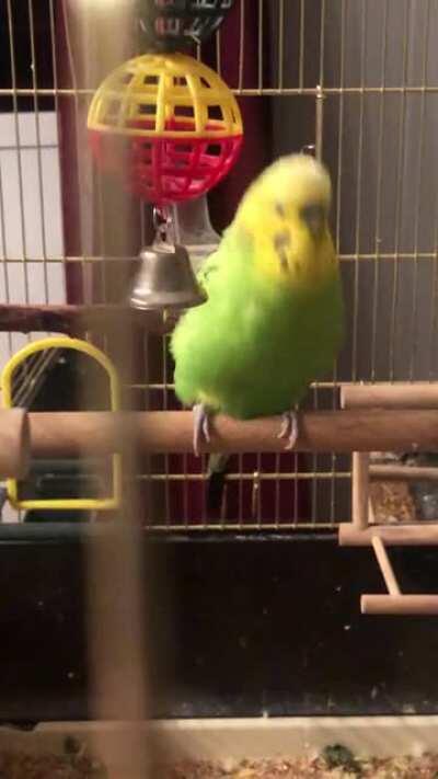 My lil budgie rocking out to Killer as the beat starts