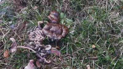 Mutilated rabbit i found