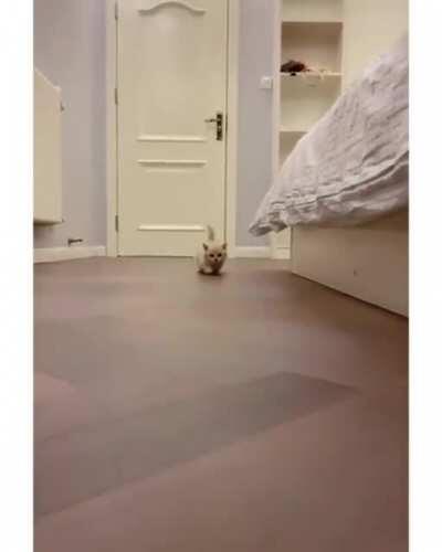 Adorable tiny kitten racing into hearts