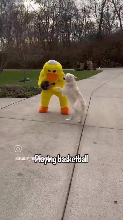 Living in a dogs world...